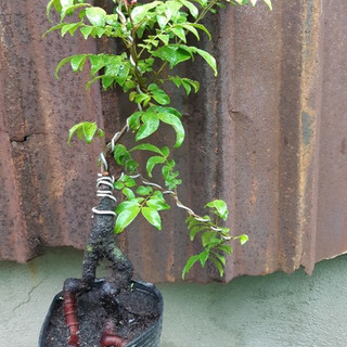 Khế Nhật bonsai Siêu trái