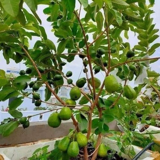 Cây ổi lùn SIÊU TRÁI