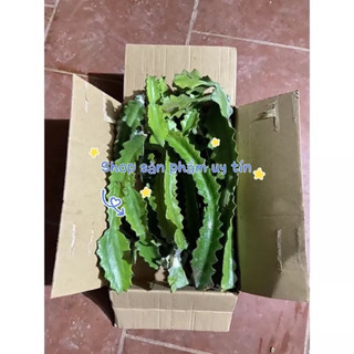 Cây xương rồng ba cạnh
