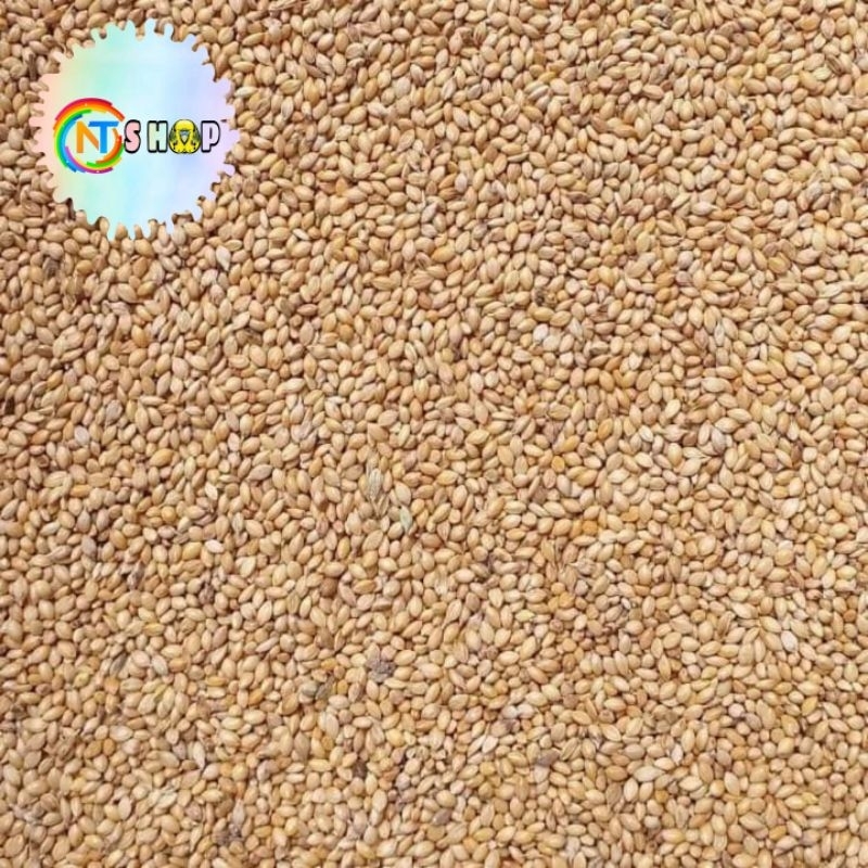 0.5kg ~1kg Hạt kê vàng giành cho chim yến hót, manh manh, yến phụng , vẹt