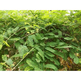 Cam thảo dây tươi 1 kg