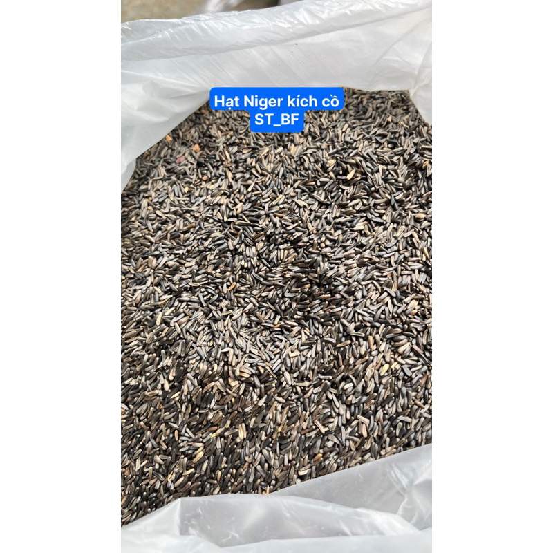 hạt Niger kích cồ cho các dòng chim sinh sản