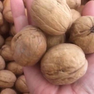 Nhân và quả óc chó trắng . 500g