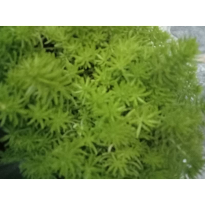 10 cây hoa mười giờ Úc trồng trang trí chậu hoa