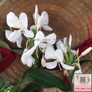 Ngải Tiên ( Hoa rất thơm)