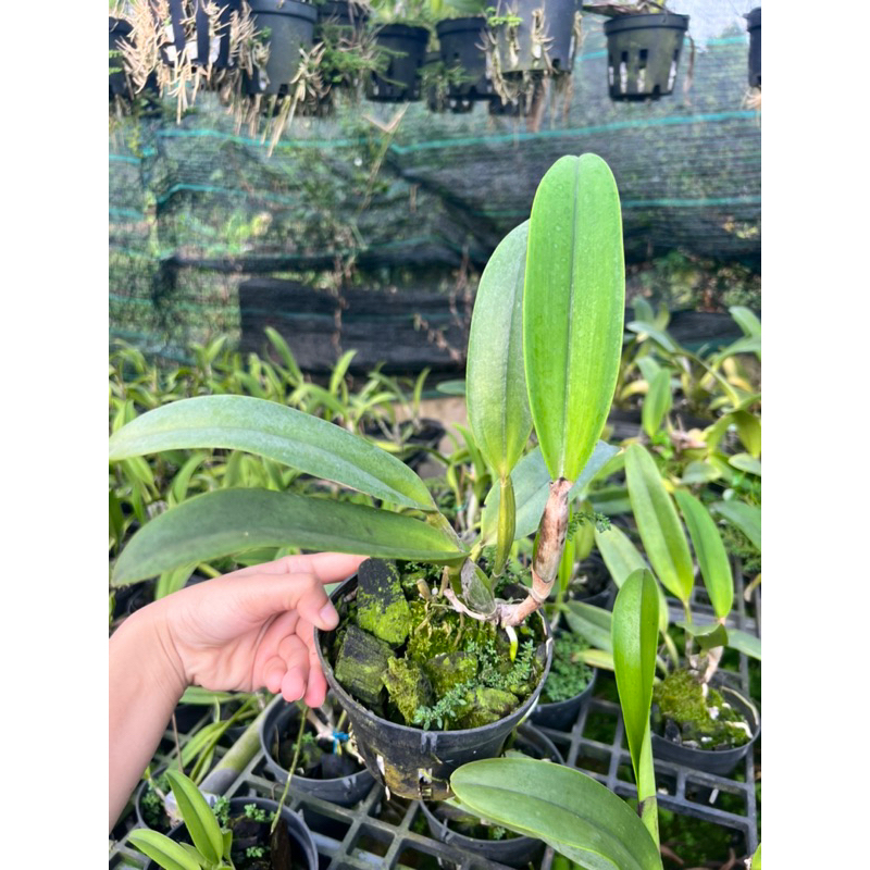 Cattleya Cây trưởng thành  Nhiều màu.