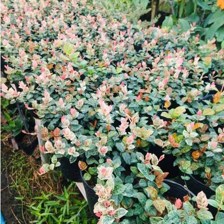 Cây thằn lằn Thái giỏ treo ĐẸP