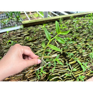 (MUA 5 tặng 1) Kie Phi Điệp 10-15cm các màu