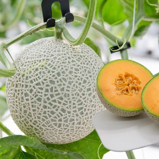 Hạt Giống Dưa Lưới Ruột Cam TAKEDA - Giống Nhật Bản Nhập Khẩu