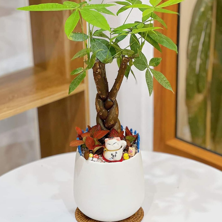 Kim ngân thắt bím lớn MIX CHẬU