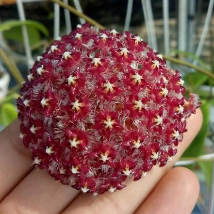 Chậu cây cẩm cù Hoya Mindorensis Red