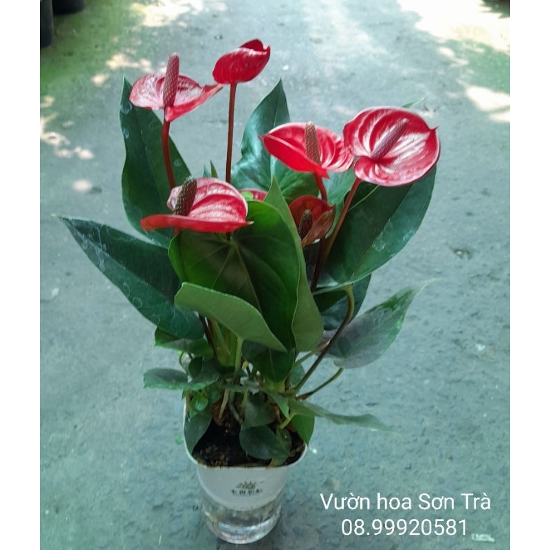 (VHST - GIAO TP.HCM 1-5H) HỒNG MÔN ĐỎ thủy sinh.