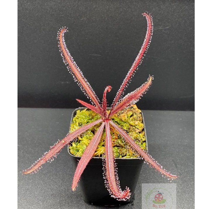 Cây gọng vó Drosera Adelae, cây bắt mồi