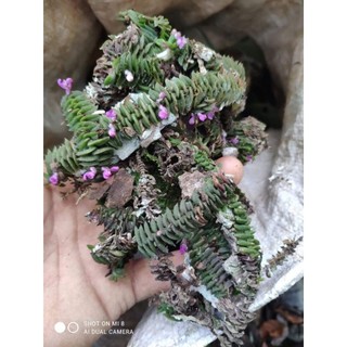 1 khóm lan Chân rết đẹp