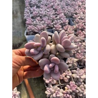 sen đá sỏi hồng