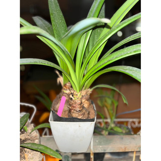 Củ hoa Lan huệ kép Harlequin( chuẩn màu)