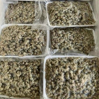 RUỘT HẾN LÀM SẠCH khay 500g