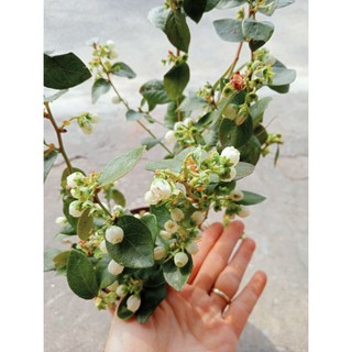 Siêu Kali Bo giúp ra hoa đậu quả 20gr