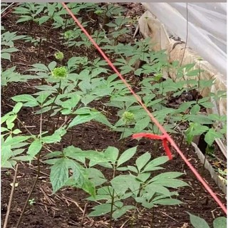 Giống sâm ngọc linh 4 năm tuổi đã ra nụ được lên bầu sẵn từng cây. ib zl 0973251022