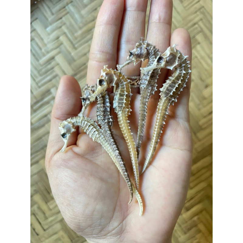 2 con Cá Ngựa Khô Size 5cm - 6cm