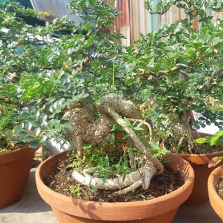 Cần thăng bonsai gốc quái tặng chậu