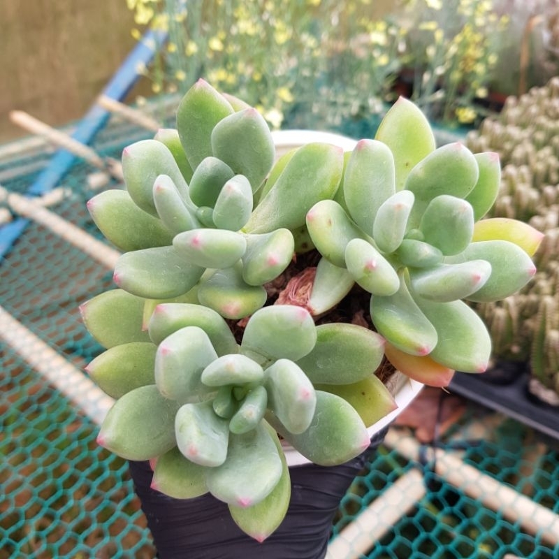 sen đá SỎI XANH size Trung