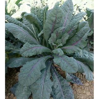 Hạt giống kale Blue Dazzling- Khủng long tím