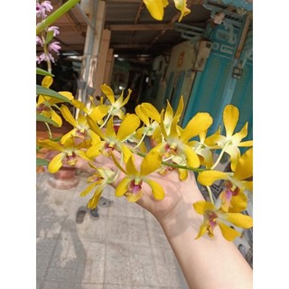 Hoa lan denro nắng Pensoda xưa cây giống hoa thơm