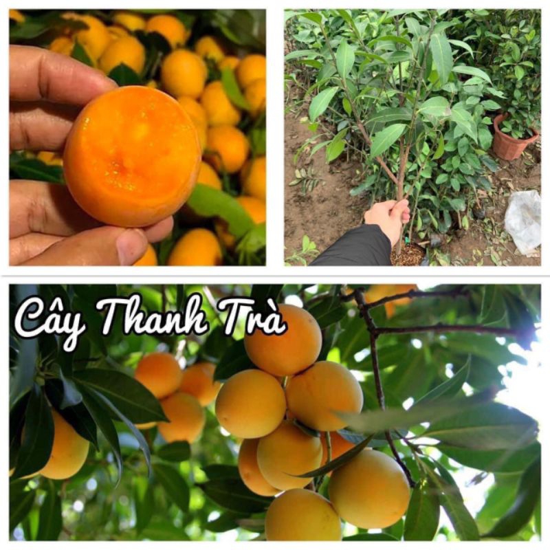 cây thanh trà(ngọt)
