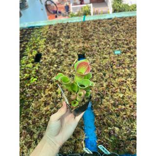 Cây bắt mồi , heliamphora minor
