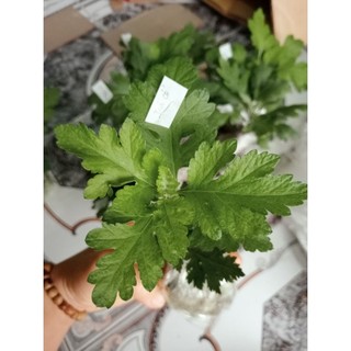 Cây giống cúc Trà cổ (hoa làm trà  )