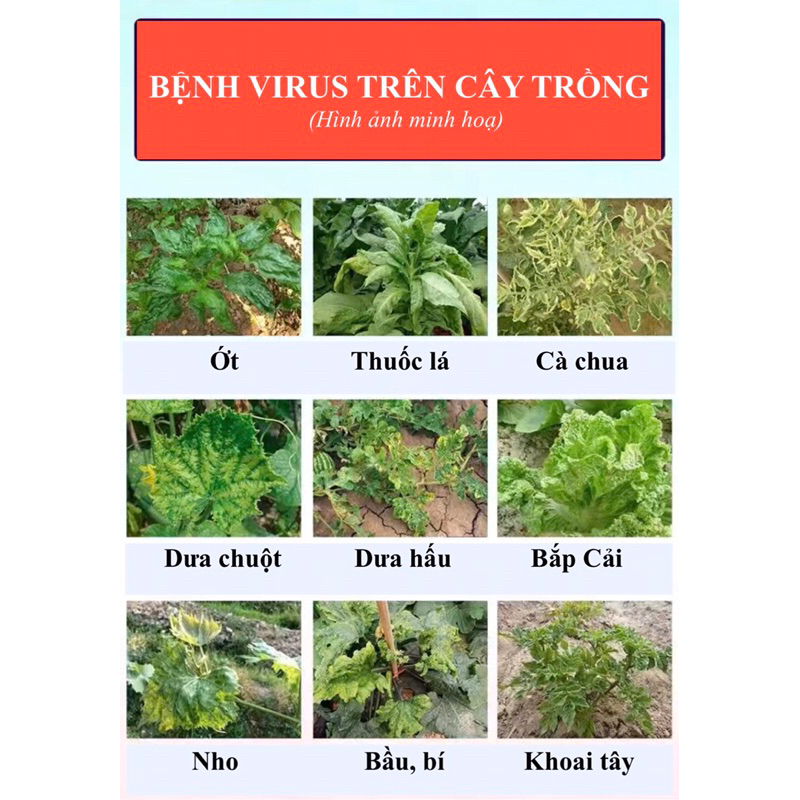 Thuốc phòng ngừa bệnh xoăn lá, co rút, khảm lá, vàng lá, lùn xoắn lá cà chua, dưa, khoai tây, ớt