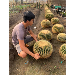 Xương rồng kim hổ đủ size chỉ từ 25k