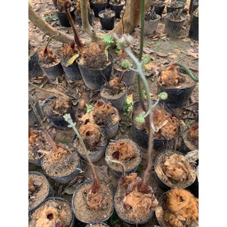 củ cu li to đại chuẩn loại lông vàng