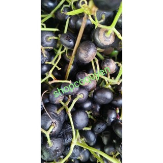 Thân dây giác tươi 1 kg