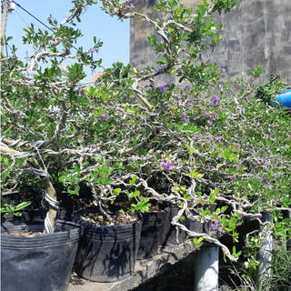 Linh sam bonsai lớn SIÊU BÔNG
