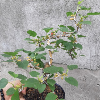 Cây dâu tằm bonsai SIÊU TRÁI