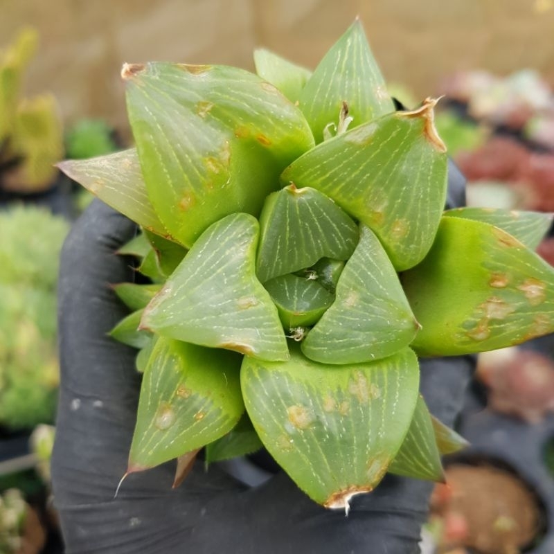 sen đá haworthia các loại