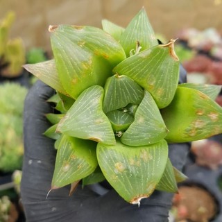 Sen đá haworthia các loại