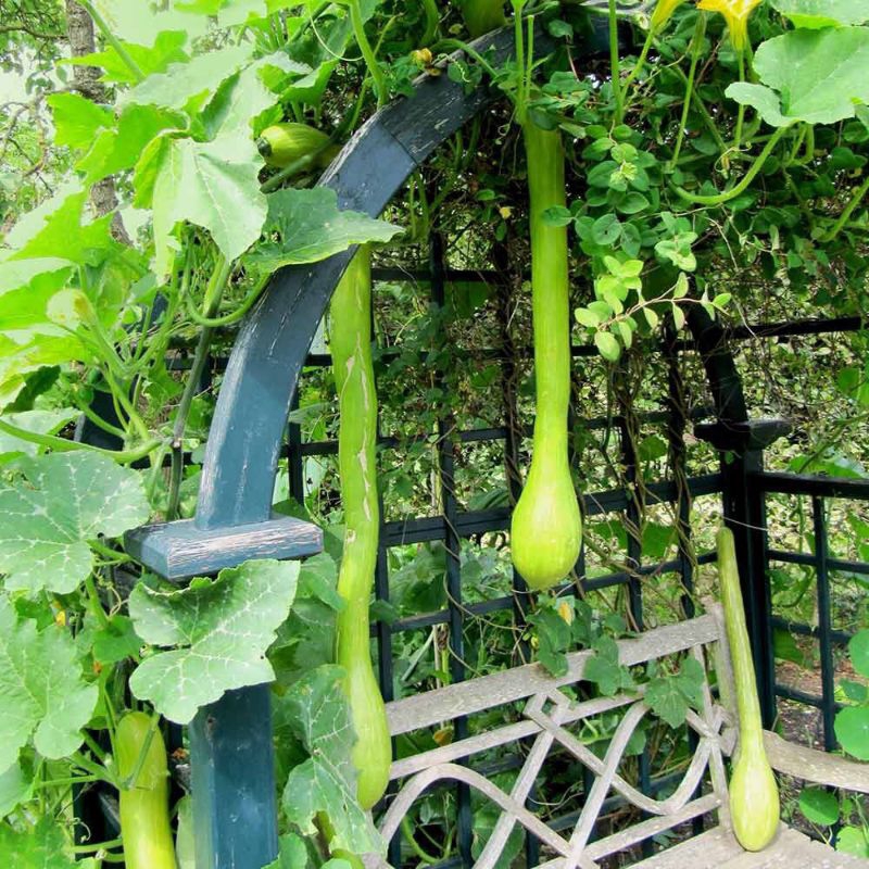 Hạt giống bí ngô Thiên vũ