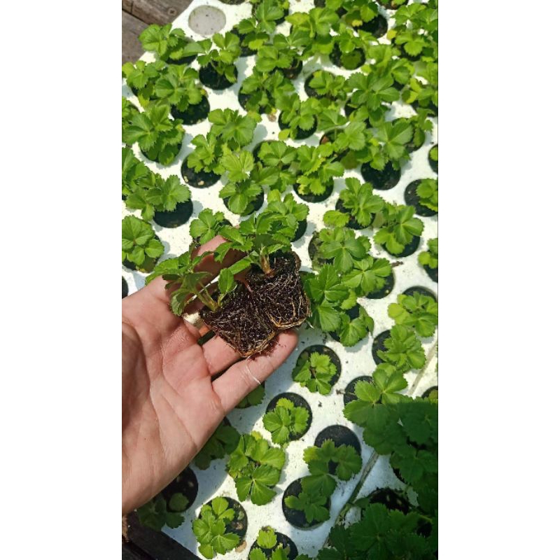 Combo vỉ 10 cây giống Dâu tây 🍓 HÀN LAI siêu trái