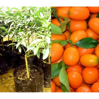Cây tắc ngọt Thái Lan - Tắc vỏ ngọt - cây giống mới