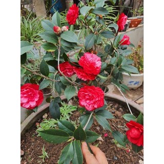 Trà my cho hoa tết Đủ màu