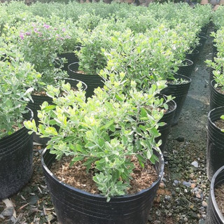 Cây tuyết sơn phi hồng