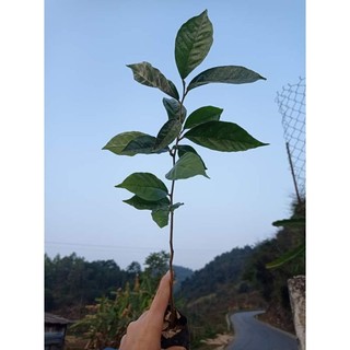 Cây giống nhót ngọt