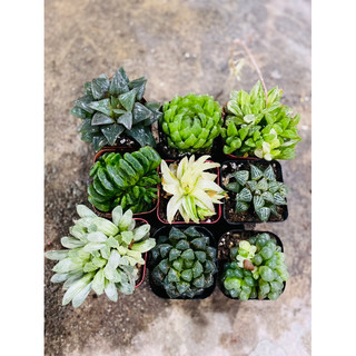 sen đá haworthia 05