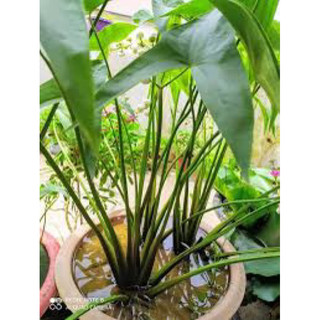 (HOẢ TỐC) THUỶ TIÊN THÁI (giao cây trơn) - 1 cây