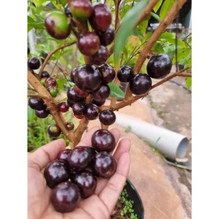 Cây giống nho thân gỗ 12 vụ gần 2 năm tuổi, cây đẹp,cao 70- 120cm. cây có trái giá 750k.