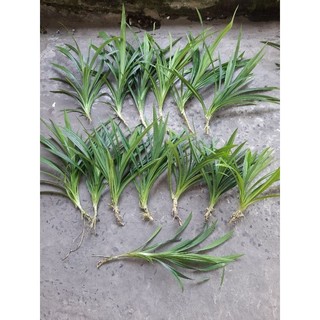 combo 60 lá dứa (lá nếp thơm)