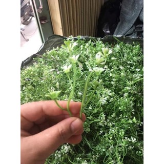 100gr cỏ điểm[ mẫu tùy chọn]